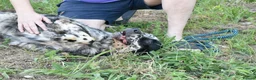 English Setter dogs for adoption: Bomer in Worthing - Advert 8