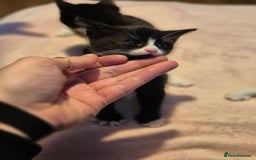 Mixed Breed cats for sale: 3 cute kittens for sale - Advert 6