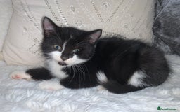 British Shorthair cats for sale: Ready now British short haired & bengal kittens x4 - Image 8