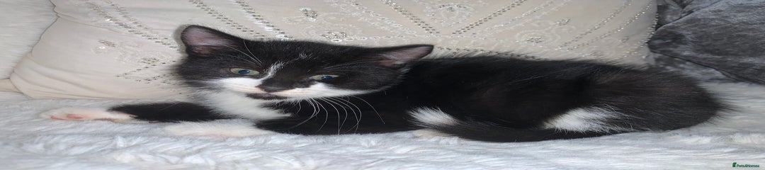 British Shorthair Kitten 2 gus gus 