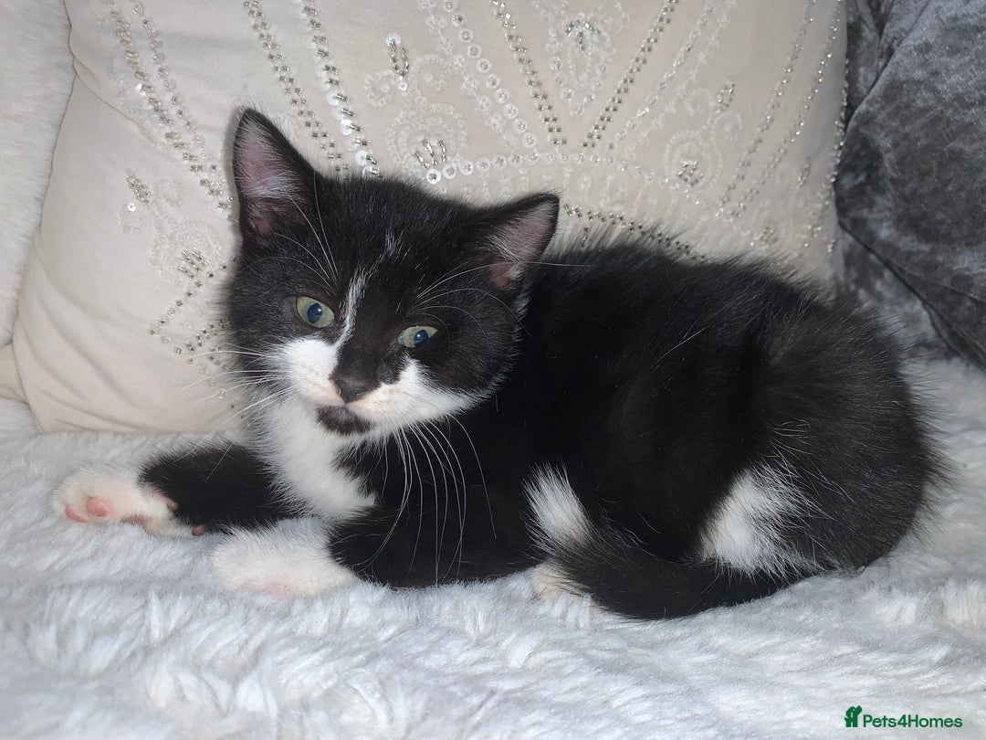 British Shorthair cats for sale: Ready now British short haired & bengal kittens x4 - Image 8