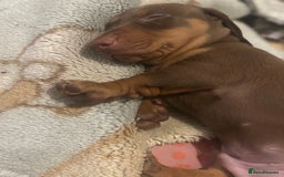 Miniature Dachshund dogs for sale: Miniature dachshunds, ready now - Image 5