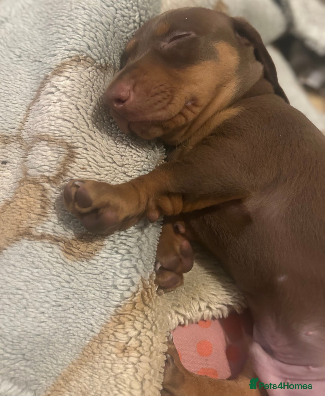 Miniature Dachshund dogs for sale: Miniature dachshunds, ready now - Image 5