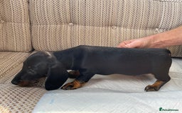 Miniature Dachshund dogs for sale: 3 Black and tan brindle boys - Advert 3