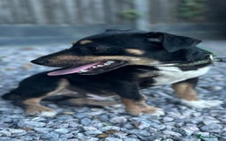Jack Russell dogs for sale: Stunning litter of Traditional JackRussell pups  - Image 8