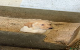 Labrador Retriever dogs for sale: 1 yellow GIRL LEFT KC reg LABRADOR PUPS - Image 1