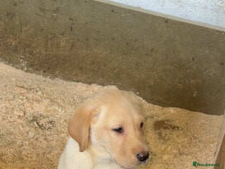 Labrador Retriever dogs - Advert 26