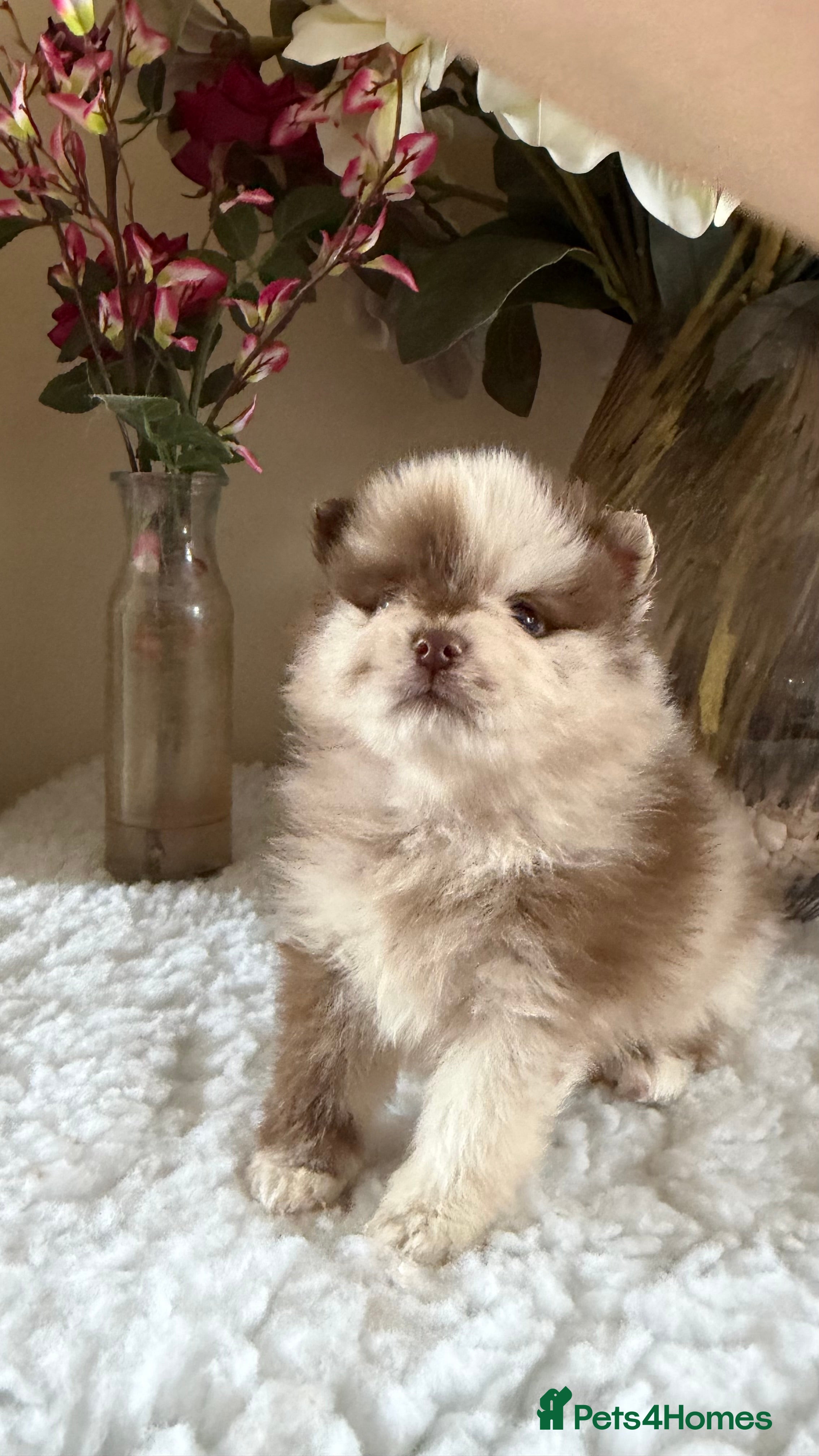 Pomeranian dogs Fur babies need loving forever home  - Advert 2