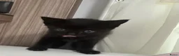 Mixed Breed cats for sale: Ready to leave  - Advert 7