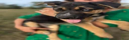Mixed Breed dogs for sale: Puppies for forever homes - Advert 5