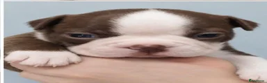 Boston Terrier 4