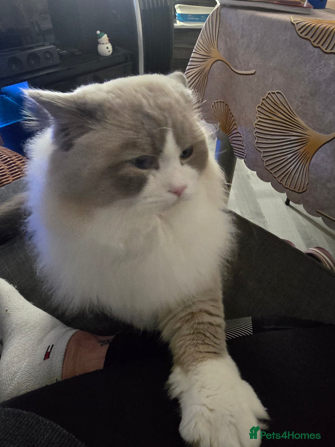 Ragdoll cats for stud: Charles - TICA and Gccf registered active boy  in Bournemouth - Advert 30