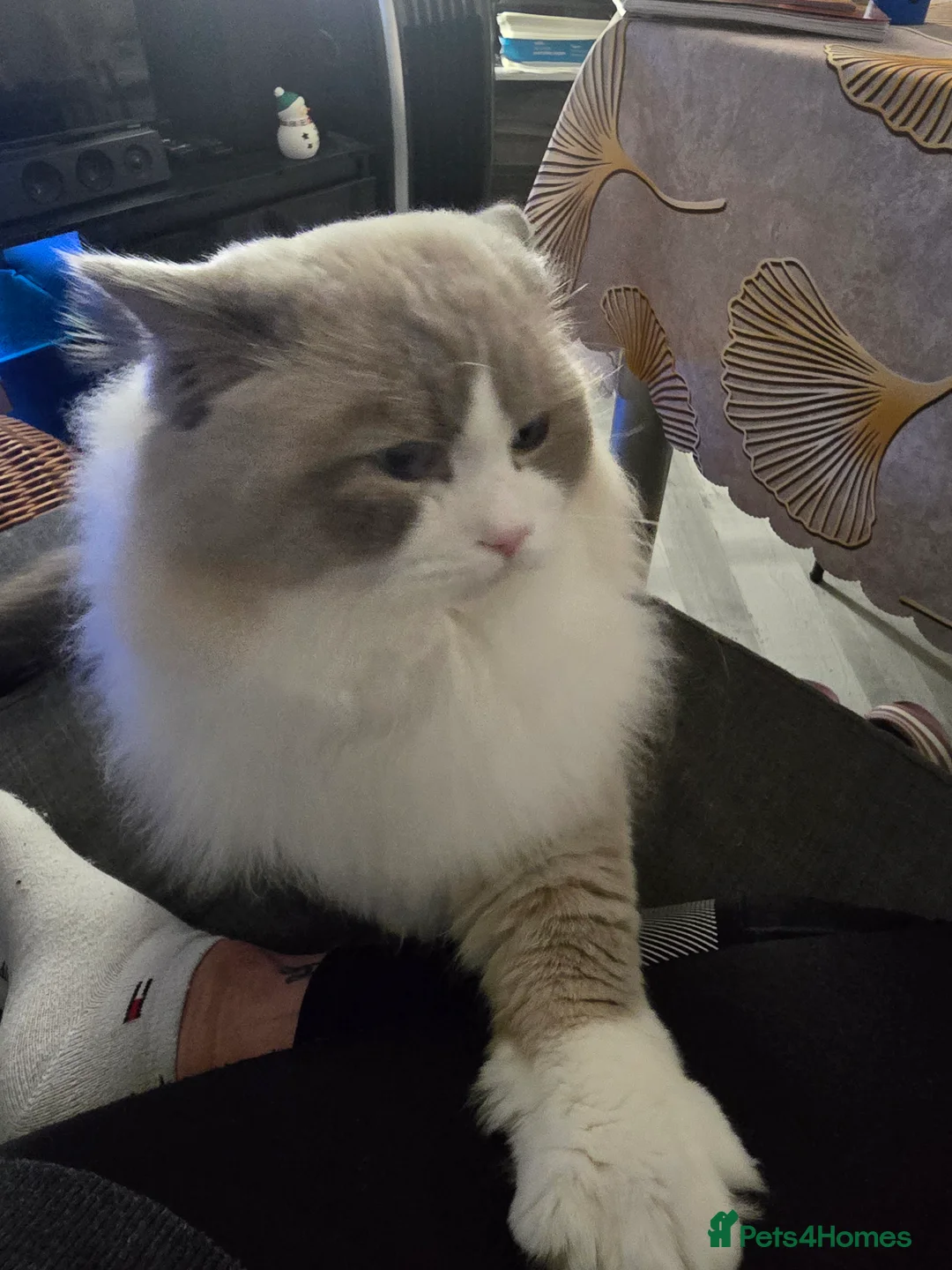 Ragdoll cats for stud: Charles - TICA and Gccf registered active boy  in Bournemouth - Advert 30