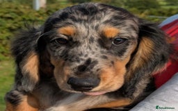 Dachshund dogs for sale: Standard Long Haired Dachshund - Image 5