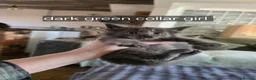 Maine Coon cats for sale: Maine coon pedigree kittens  - Advert 6
