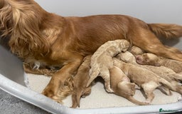 Cockapoo dogs for sale: Pra clear f1 cockpoo - Image 23