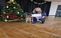 German Shepherd dogs for sale: Bella is looking for forever home - Image 13