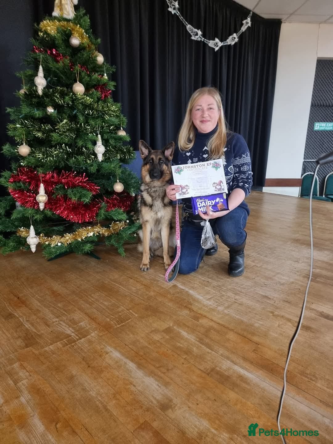 German Shepherd dogs for sale: Bella is looking for forever home - Image 13