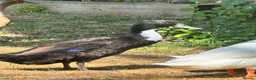 Ducks poultry for sale: Pingu: Lovesick Runner Drake Needs Fresh Start - Advert 6