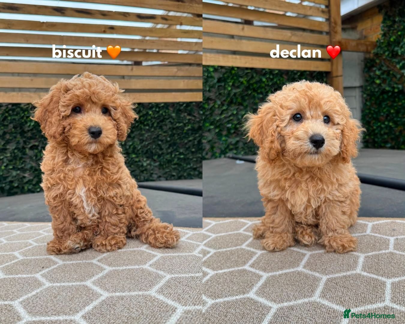 Cavapoo dogs 2 LEFT READY NOW - F1B  Health tested Puppies 🐶  - Advert 1
