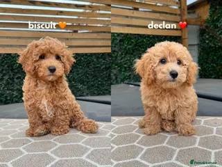Cavapoo dogs 2 LEFT READY NOW - F1B Health tested Puppies 🐶 - Advert 1
