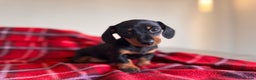 Miniature Dachshund dogs for sale: 🐾 miniature Dachshund 1 LEFT READY IN 2 WEEKS🐾 - Advert 3