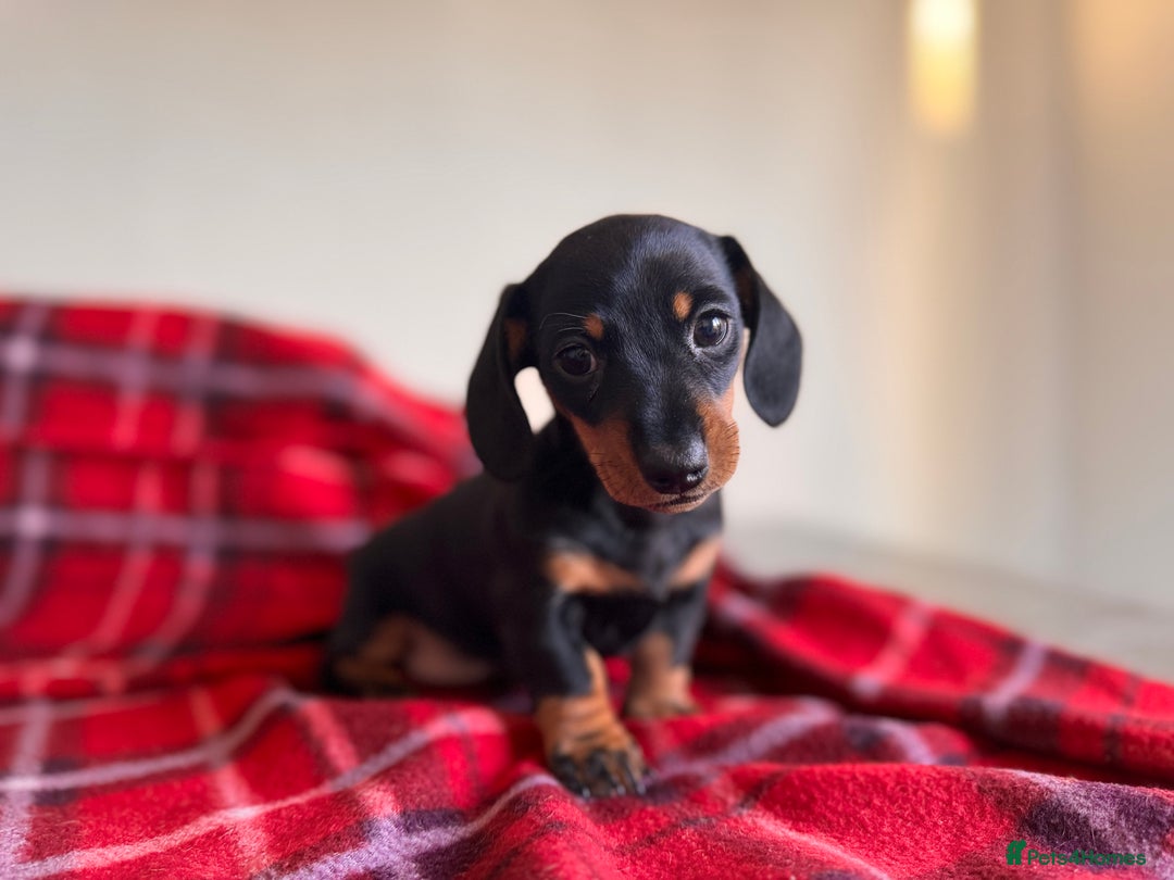 Miniature Dachshund dogs for sale: 🐾 miniature Dachshund 1 LEFT READY IN 2 WEEKS🐾 - Advert 3