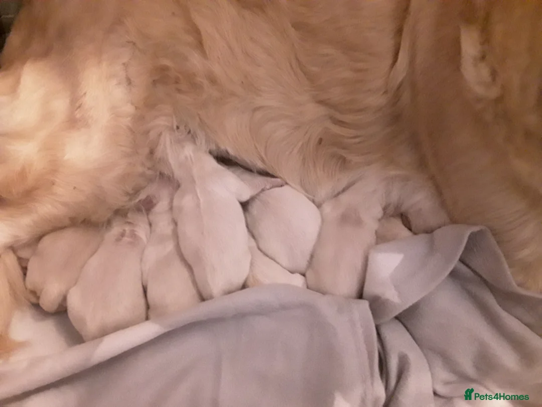 Golden Retriever dogs for sale: Exceptional Golden Retriever Pups - Advert 5