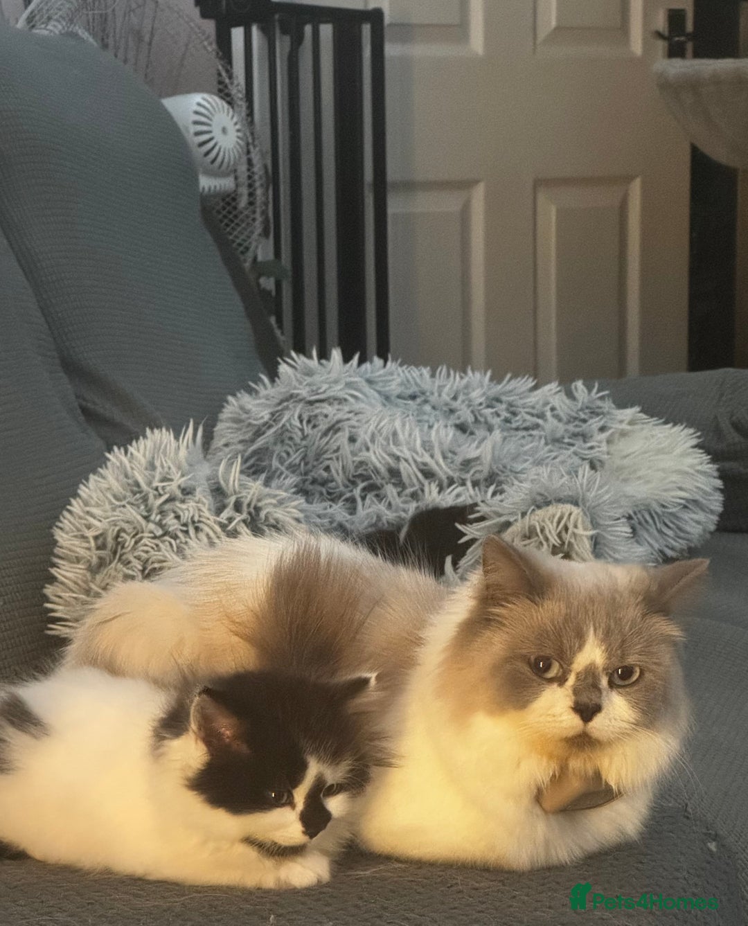 Persian cats for sale: Persian x kittens - Image 25