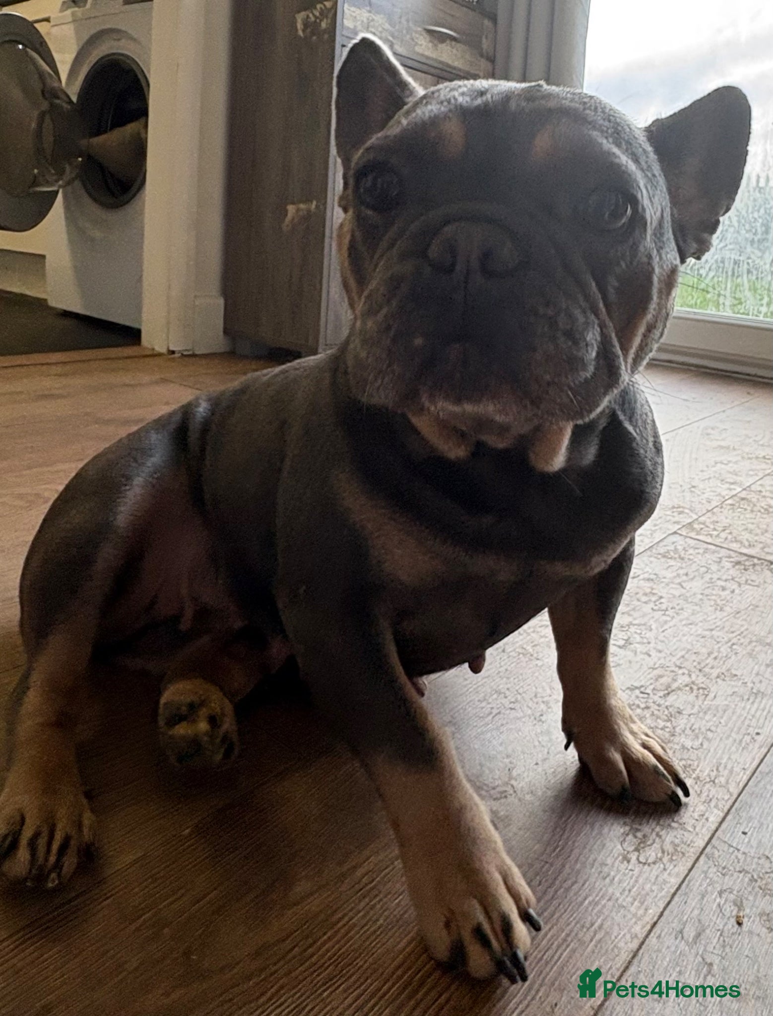 French Bulldog dogs 2 beautiful blue & tan french bulldogs  - Advert 8