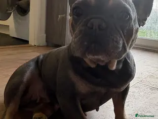 French Bulldog dogs 2 beautiful blue & tan french bulldogs - Advert 8