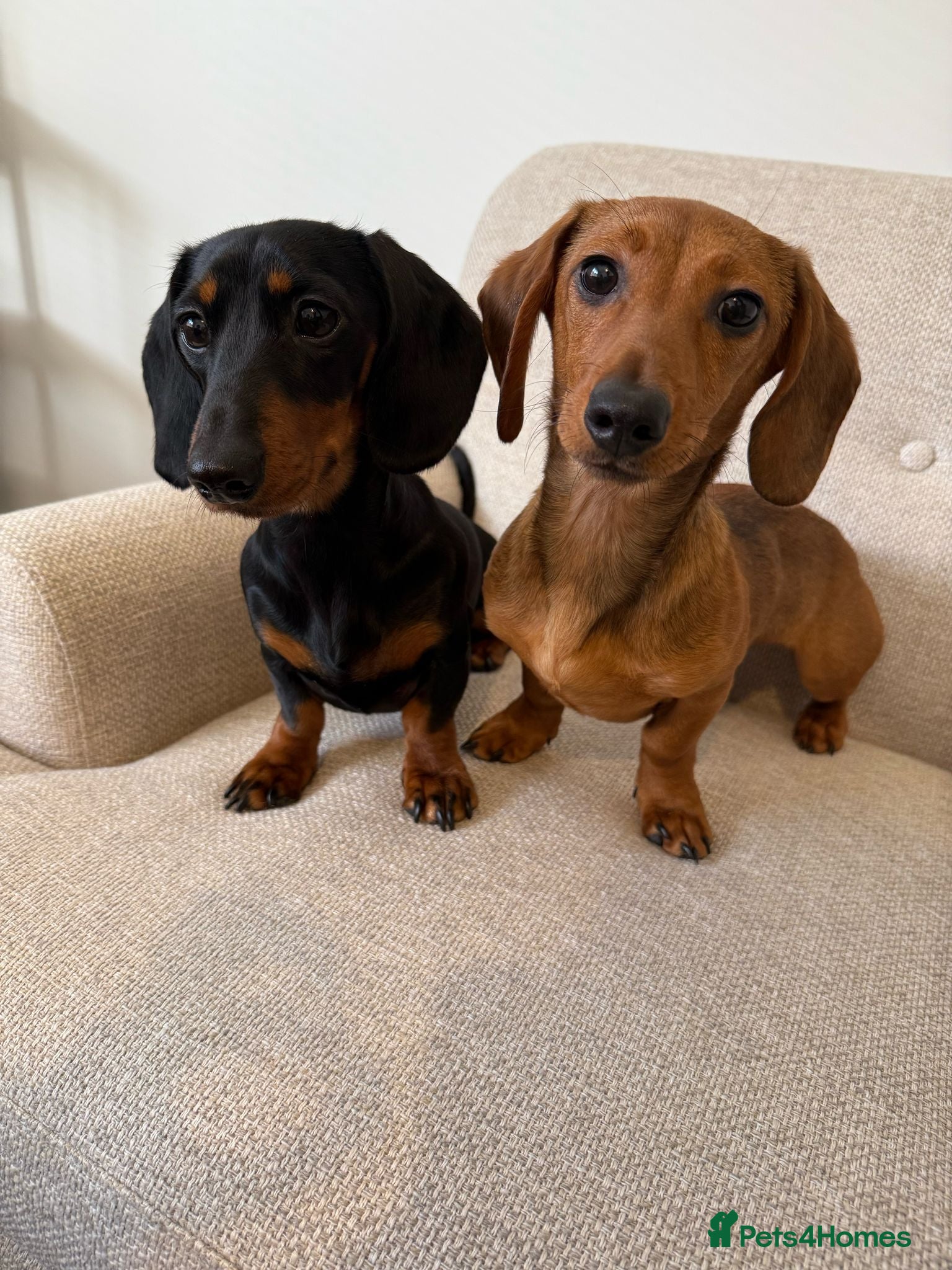 Miniature Dachshund dogs Two  Miniature Dachshunds Looking Home Together 🐾 - Advert 8