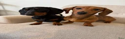 Miniature Dachshund dogs for sale: Two  Miniature Dachshunds Looking Home Together 🐾 - Advert 1