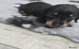 Dachshund dogs for sale: Kc wirehaired daschund puppies  - Image 8