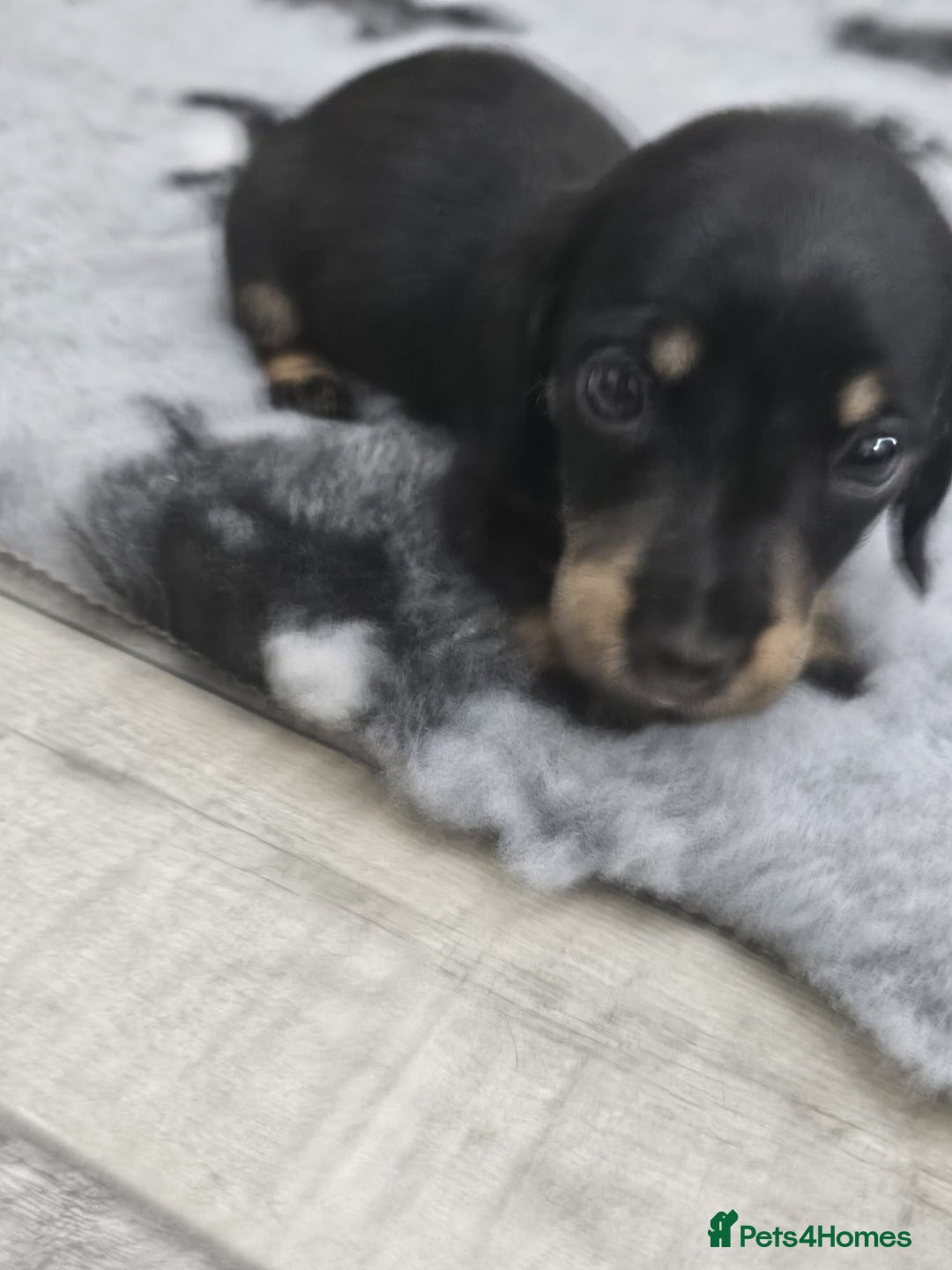 Dachshund dogs for sale: Kc wirehaired daschund puppies  - Image 8