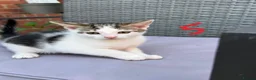 Mixed Breed cats for sale: Lovely kitten full of energy and love - Advert 7