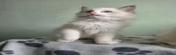 Ragdoll cats for sale: GCCF-registered Ragdoll kittens - Advert 25