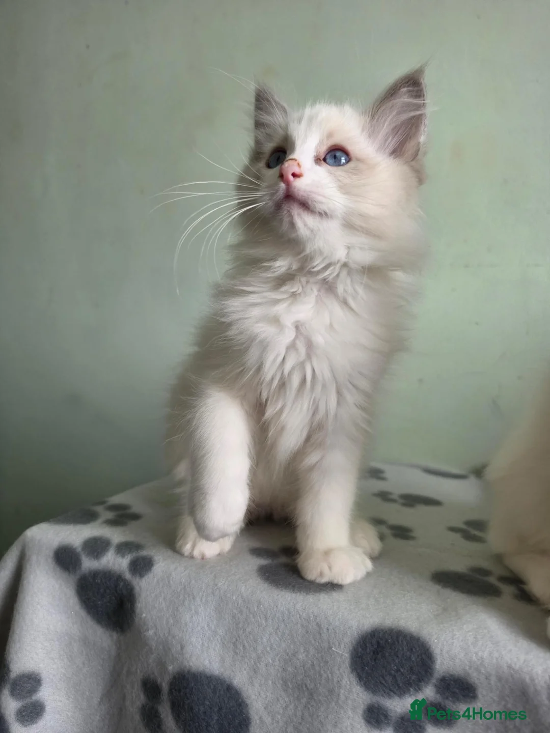 Ragdoll cats for sale: GCCF-registered Ragdoll kittens - Advert 25