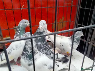 Pigeons birds Pigeones for new address - Advert 1