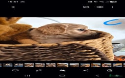 Mixed Breed dogs for sale: F1 Cockapoo and Maltipoo hybrid - Image 10