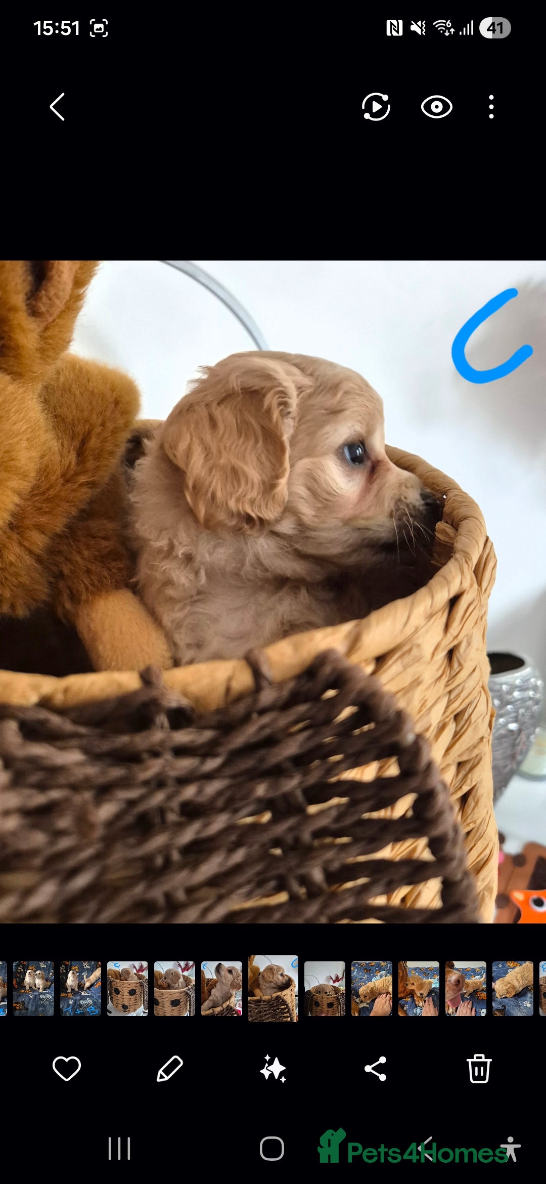 Mixed Breed dogs for sale: F1 Cockapoo and Maltipoo hybrid - Image 10