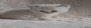 Ragdoll Kitten 2