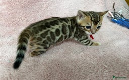 Bengal cats for sale: Beautiful Bengal babies  - Image 4
