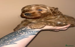 Cockapoo dogs for sale: Beautiful cockapoo for sale  - Image 7