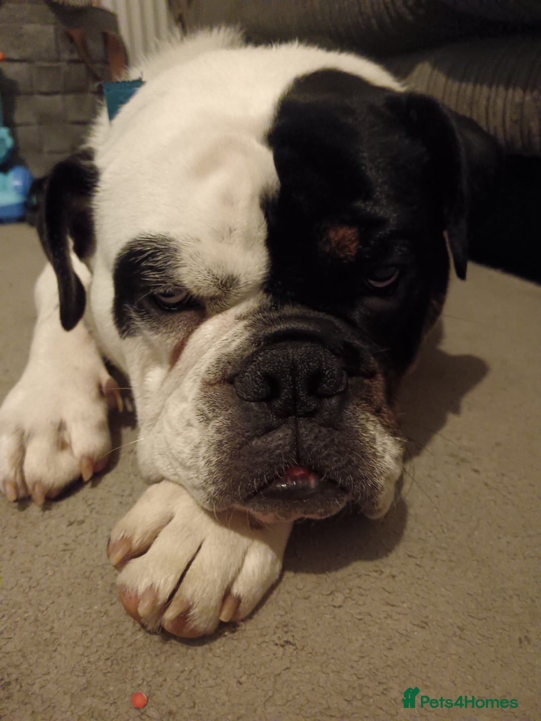English Bulldog dogs for sale: Frank - Advert 3