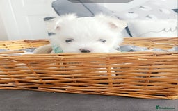 Maltese dogs for sale: Tiny korean - Image 3