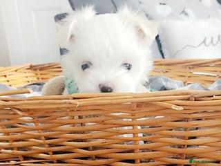 Maltese dogs - Advert 12