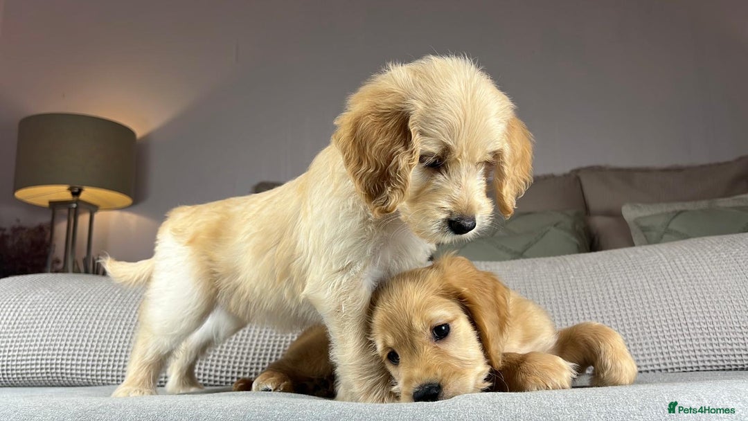 Goldendoodle dogs for sale: ABSOLUTELY GORGEOUS DOODLES  - Advert 18