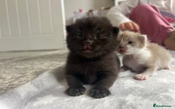 Ragdoll cats for sale: Ragdoll kittens £600-£1,000 - Image 14