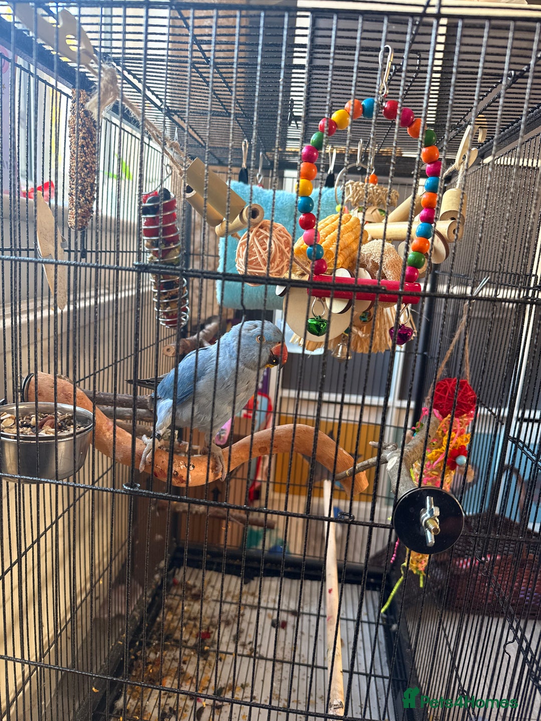 Ringnecks birds for sale: Blue Indian Ringneck - Bluey  - Image 2